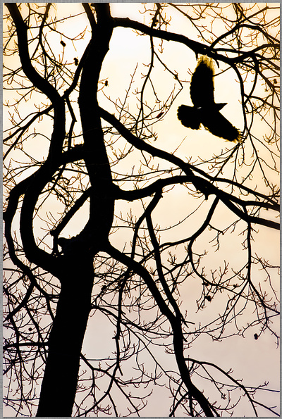 ﻿Fliegender Rabe mit ausgebreiteten Flügel fotografiert durch durch die Äste eines Baumes im Gegenlicht dirk schmitz