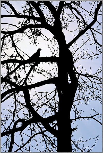 ﻿Sitzender Vogel auf einem Baum im Gegenlicht als Schattenriss mit blauem Himmel dirk schmitz