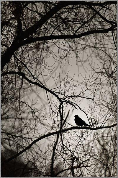 ﻿Sitzender Vogel auf einem Ast im Gegenlicht und düsterer Stimmung fotografiert von dirk schmitz dirk schmitz