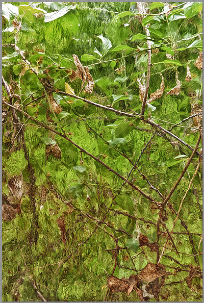 ﻿Abgestorbene Äste und Grünzeug durch eine Scheibe fotografiert von dirk schmitz aus trier dirk schmitz