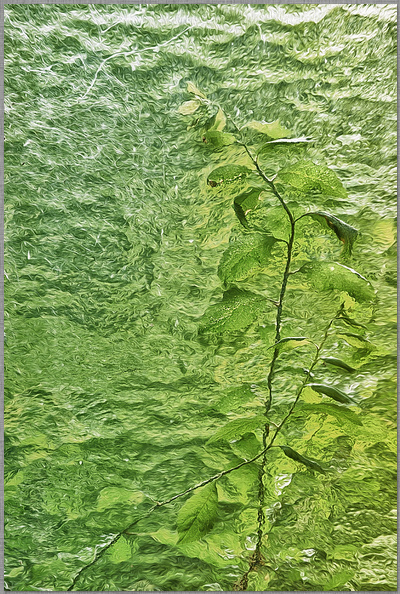 ﻿Einsame Pflanze durch eine Glascheibe fotografiert mit hellgrünem Hintergrund fotograf aus trier dirk schmitz dirk schmitz