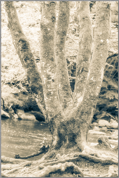 ﻿Baum mit fünf ästen in sepia tonung vor einem Bach dirk schmitz