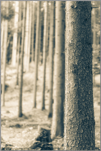 ﻿Vereinzelte Bäume in mehrzahl und reihe als fotografischer Hintergrund dirk schmitz